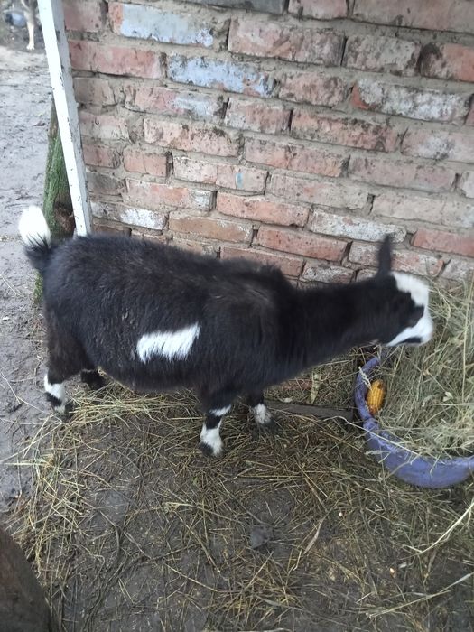 продам козочку первістку шуту