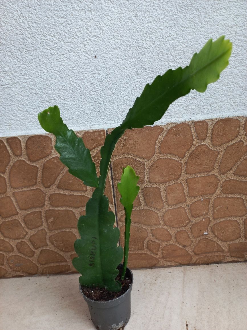 Epiphyllum kaktus kwitnący