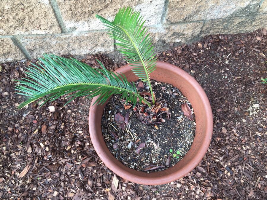 Palmeiras de leque whashingtonia, cycas