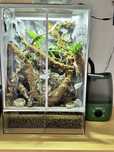 Terrarium tropikalne z gekonem orzęsionym