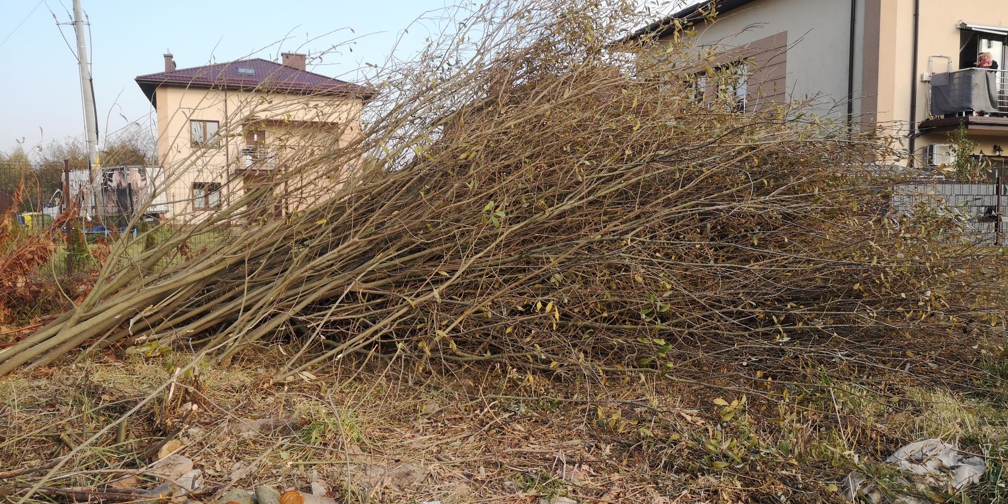 Za darmo, drewno, opał, gałęziówka.