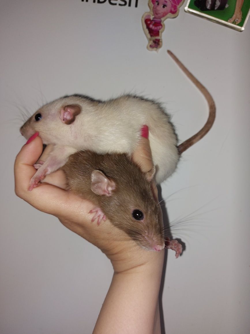 Подарок любимому/й маленький живой любяший друг дамбоухие крысята Крыс