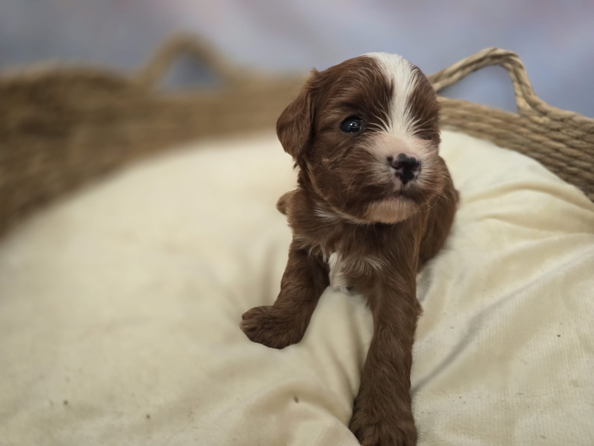 Cavapoo  śliczny chłopiec  maltipoo