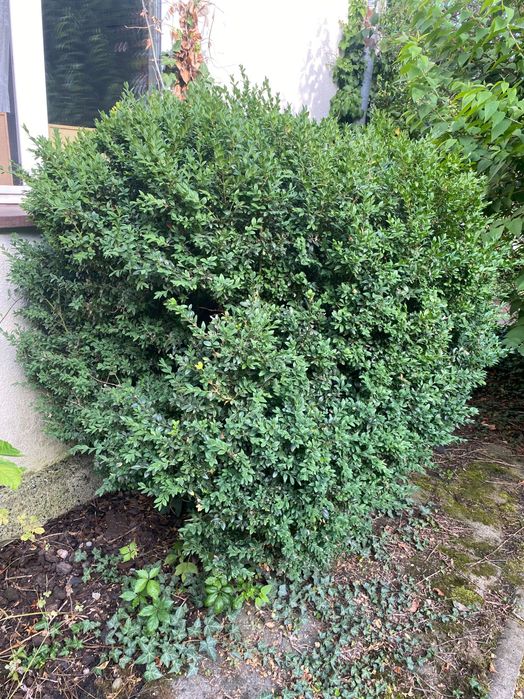 Bukszpan 170 cm kilkudziesięcioletni Warszawa