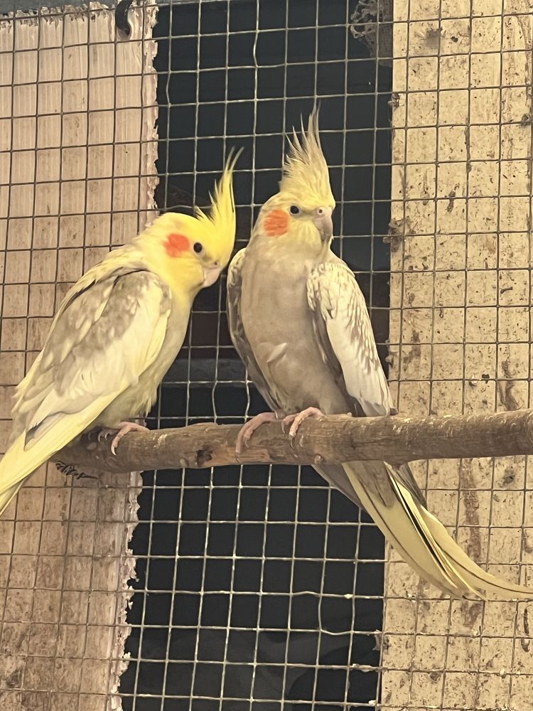 Casal de caturras
