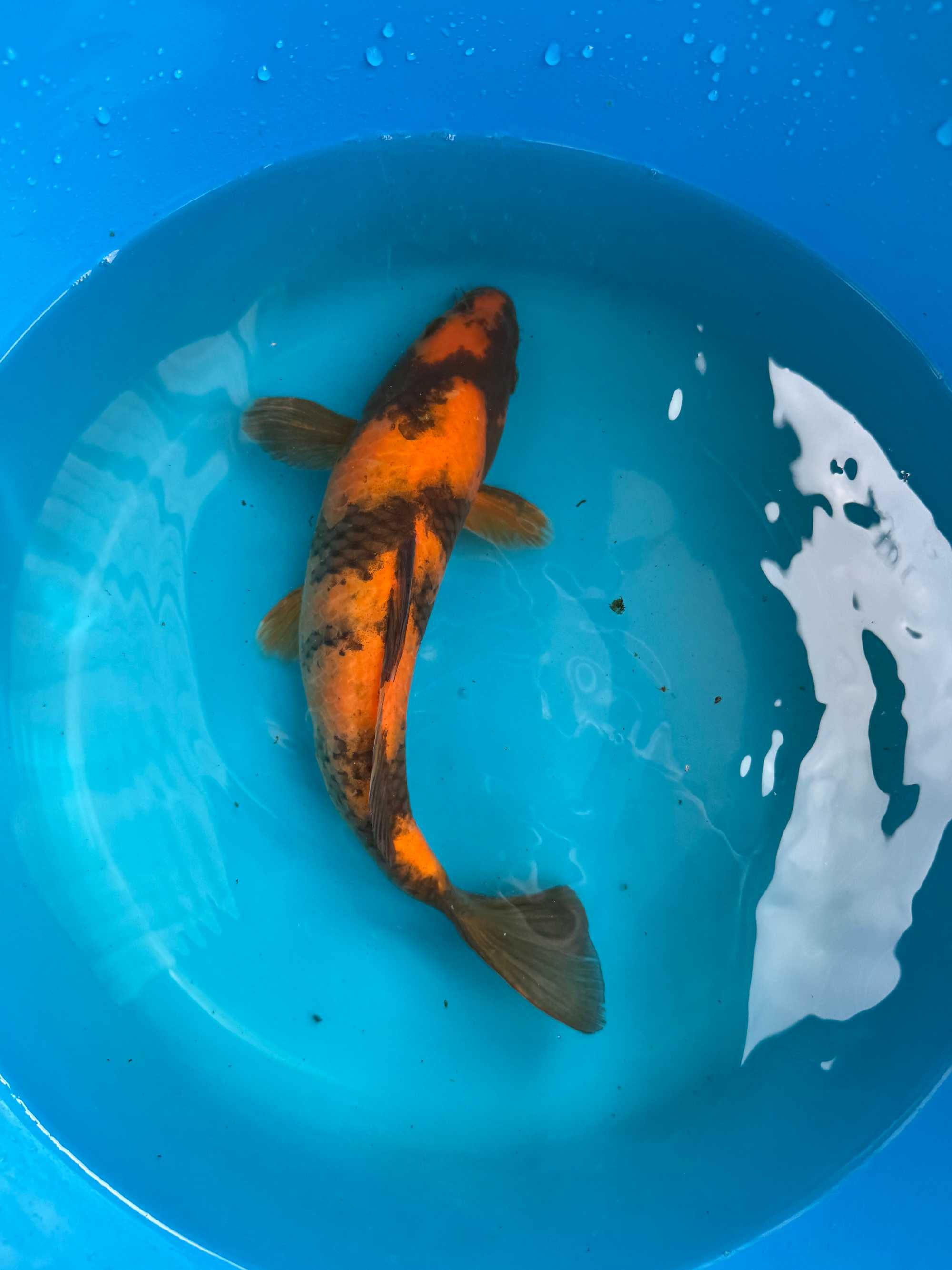 Carpa Koi HI UTSURI 28cm Japonesa
