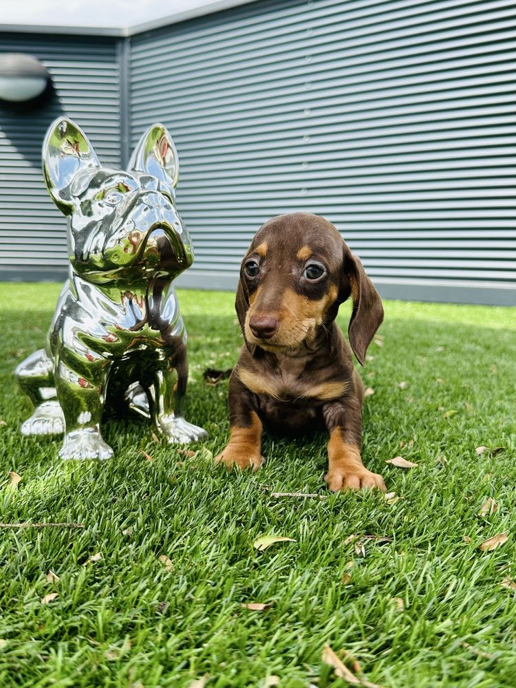 Teckel  menina chocolate linda