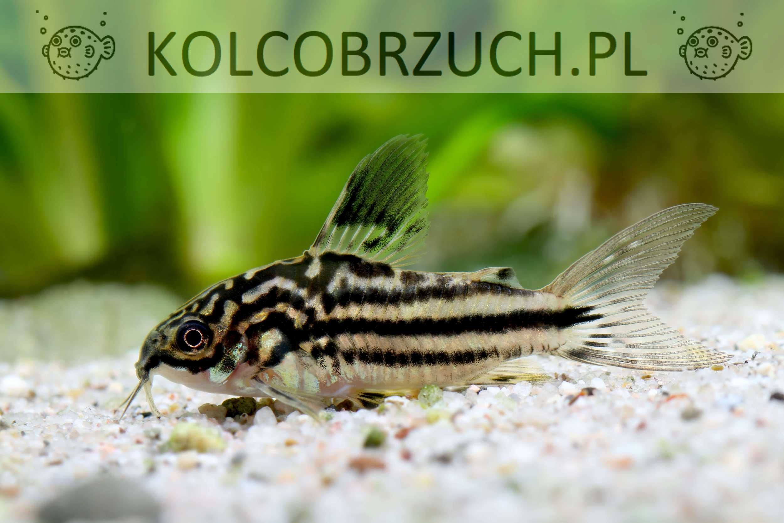 Kirysek mały - Corydoras nanus - Kirys - dowozimy, wysyłamy