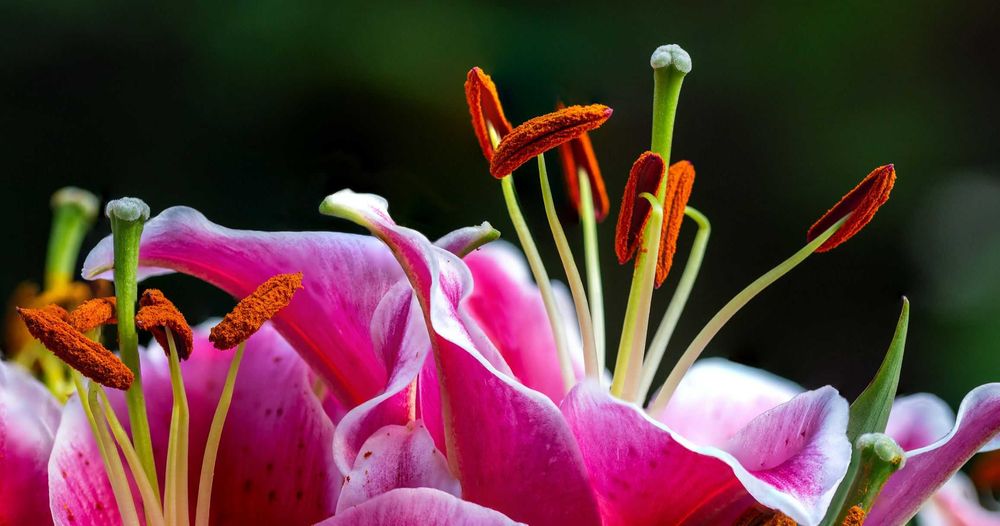 Sigma 105mm f2.8 EX DG Macro OS p/ Nikon