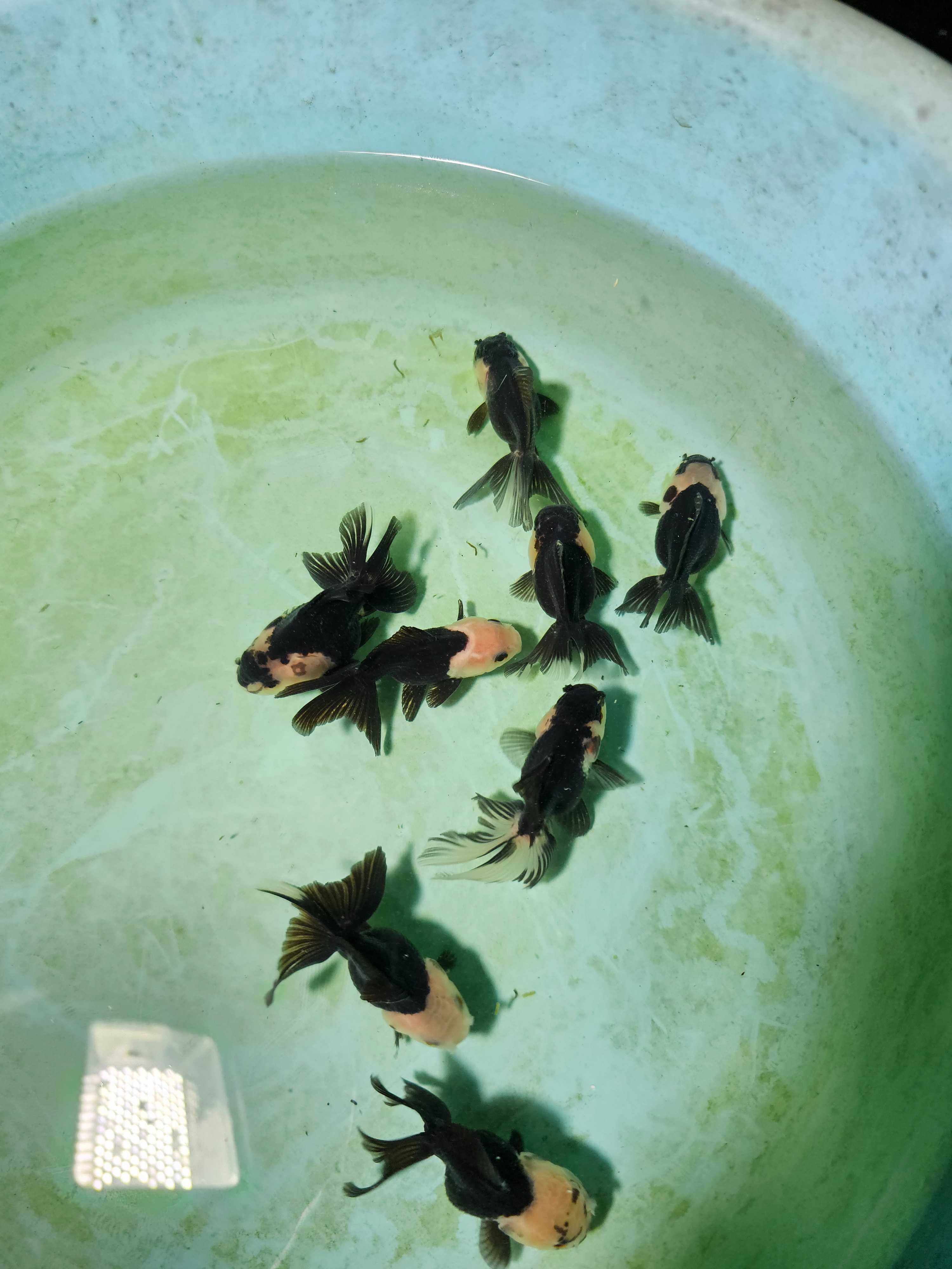 Kinguio oranda panda 8/9cm