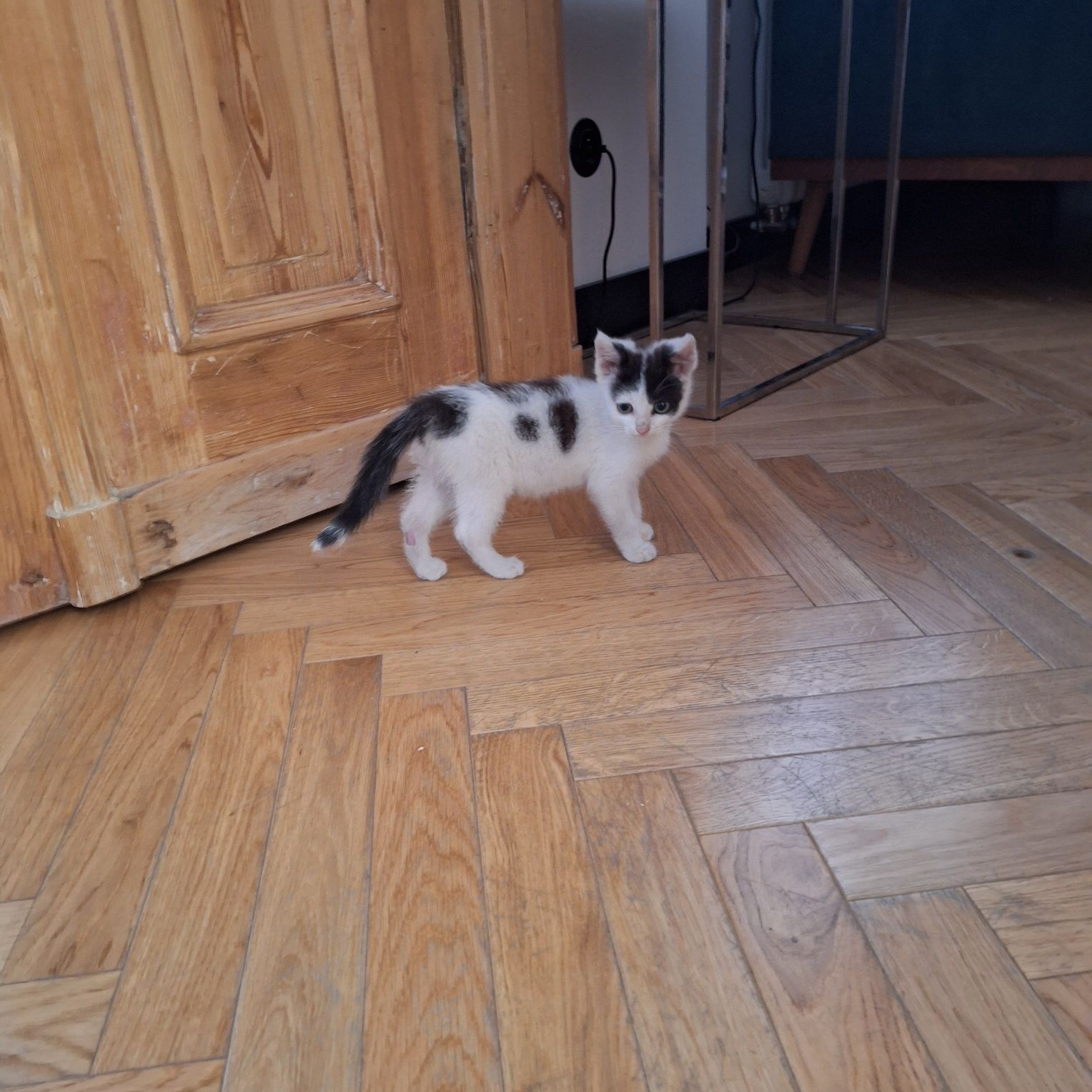 Szukamy kochającego domu dla 2  malutkich kotek
