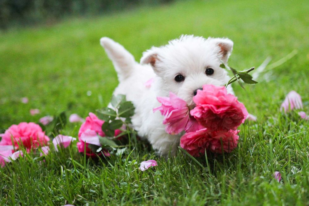 Piesek West Highland White Terrier ZKWP FCI