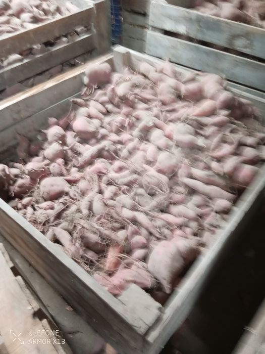 Batata doce venda au poblico