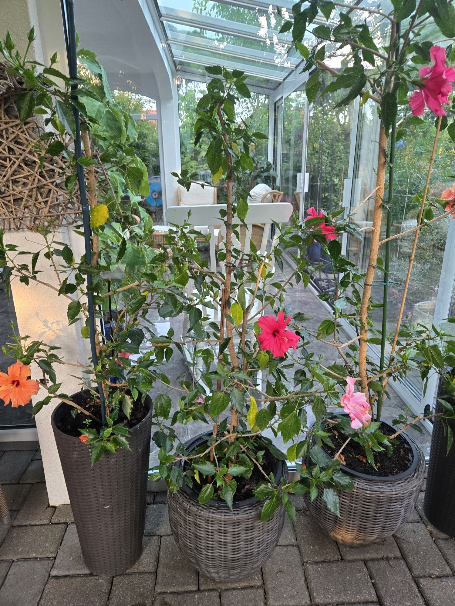 Hibiskus, róża chińska.