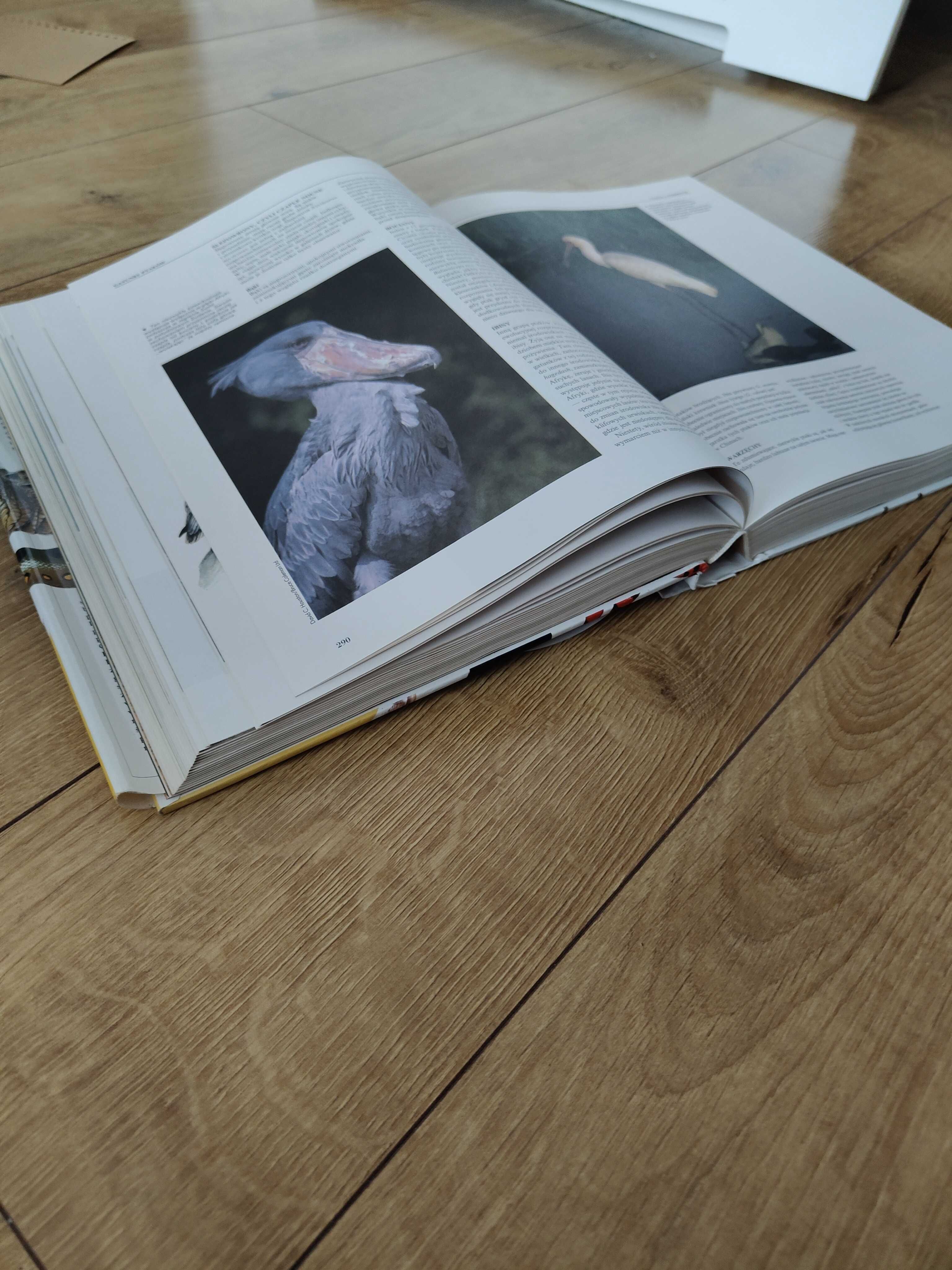 Encyklopedia - Zwierzęta - Ssaki, Ptaki, Gady, Płazy