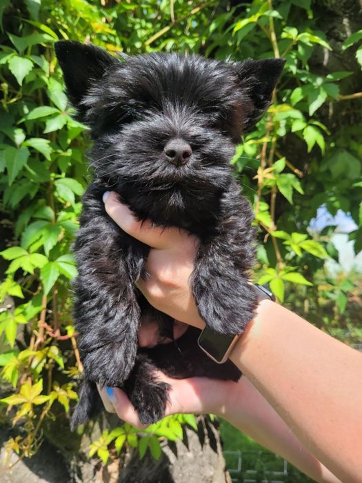 Yorkshire Terrier szczeniak