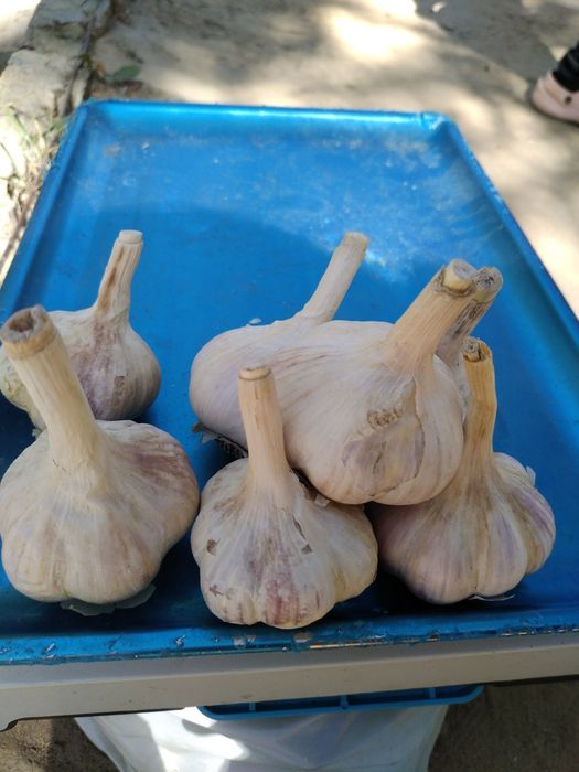 Продам посадковий часник,  зимовий Рокамболь