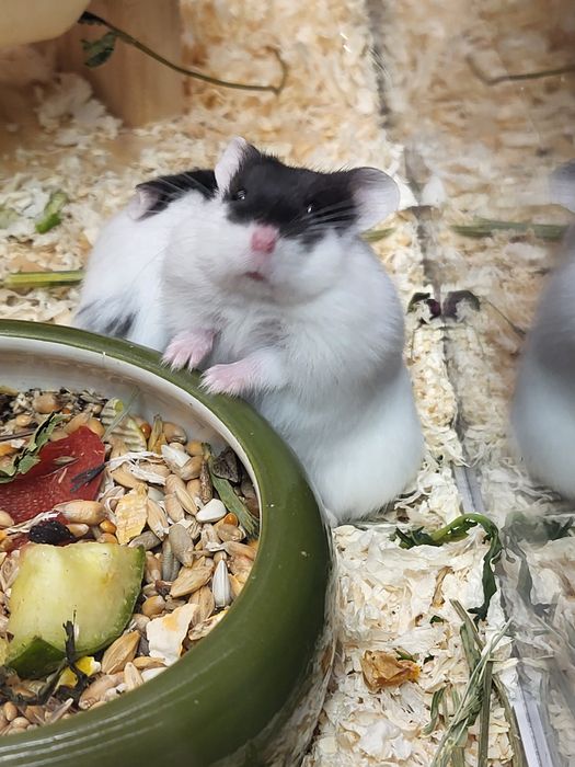 Хом'ячки Кемпбела