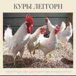 Інкубаційні яйця курей Легорн