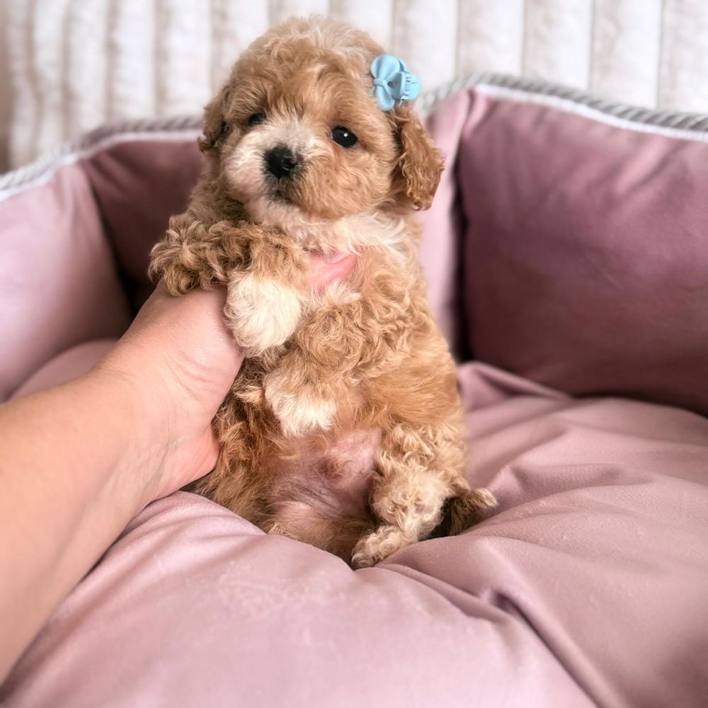 Maltipoo gotowy do odbioru