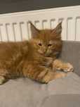 Sprzedam kocurka Maine coon