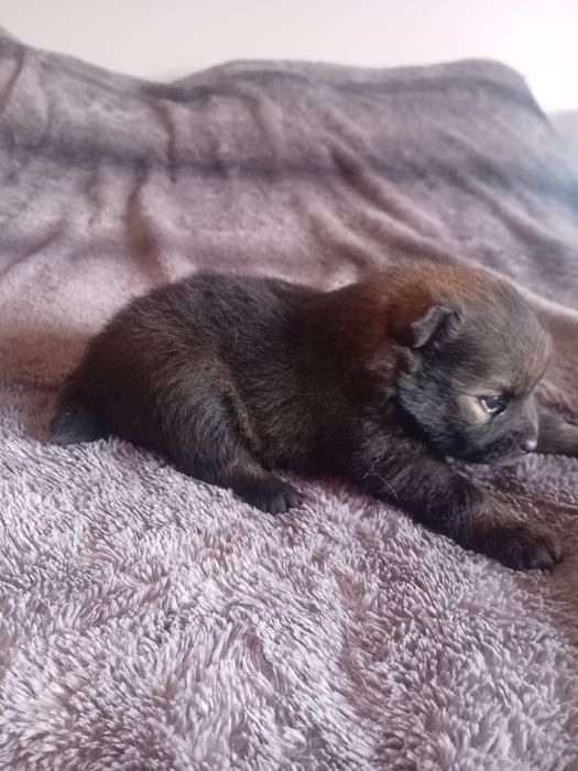 Spitz alemã anã sable