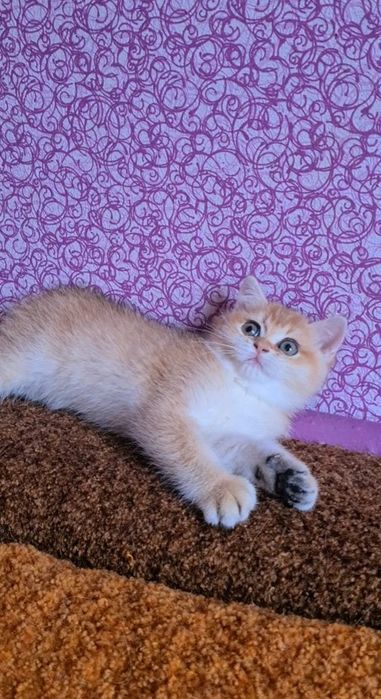 Наша красотка станет вашей золотая шиншилла