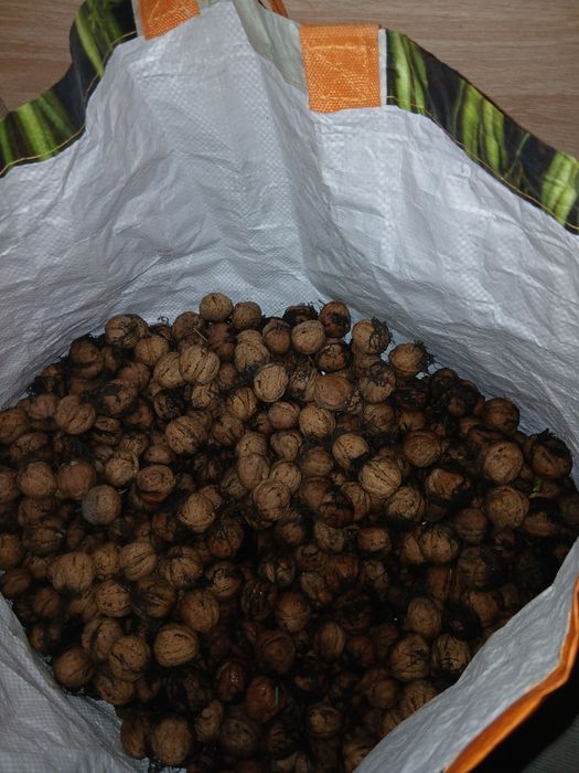 Orzechy włoskie 6 kg tegoroczne