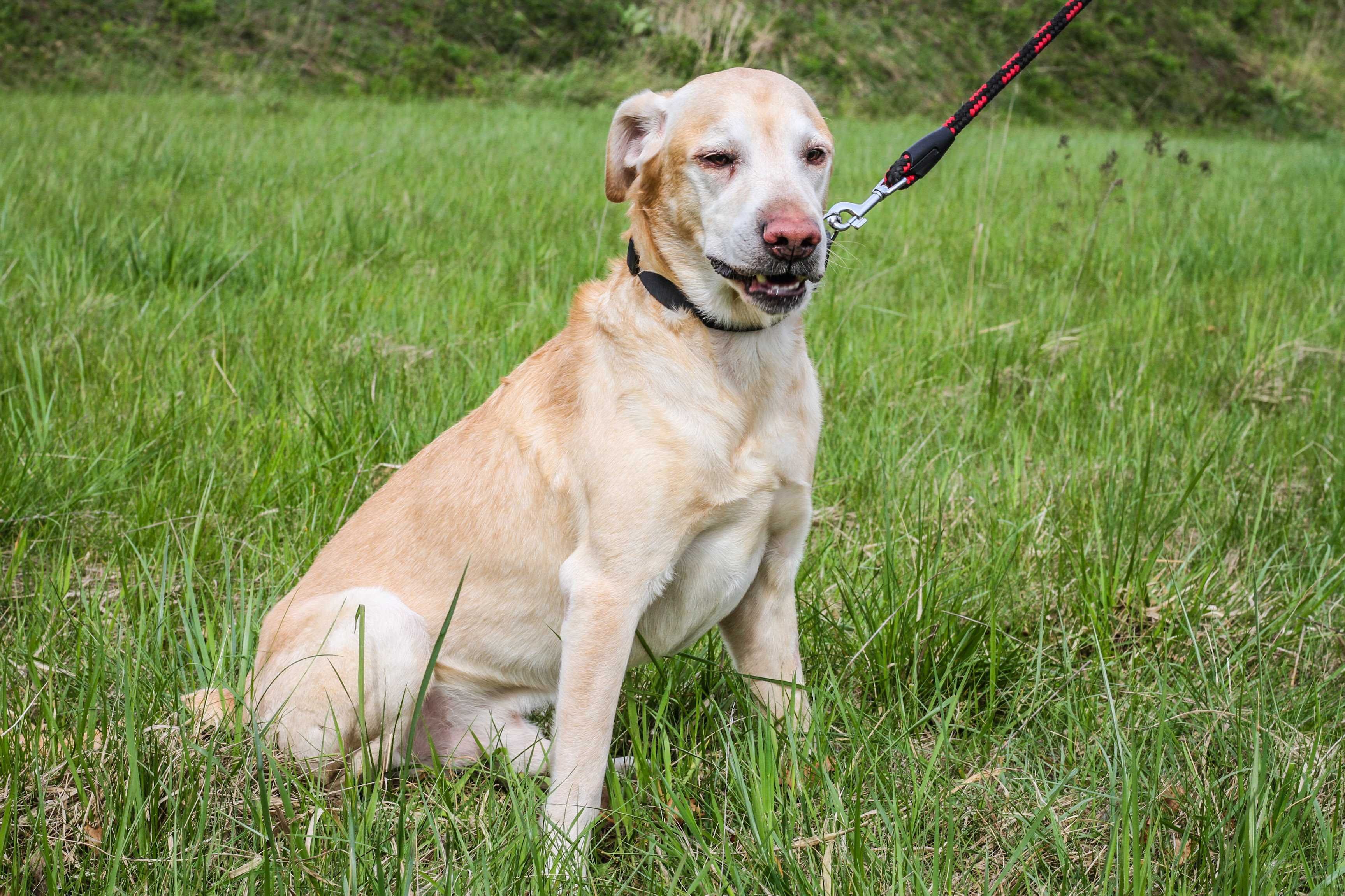 Dino - Labrador szukający domu