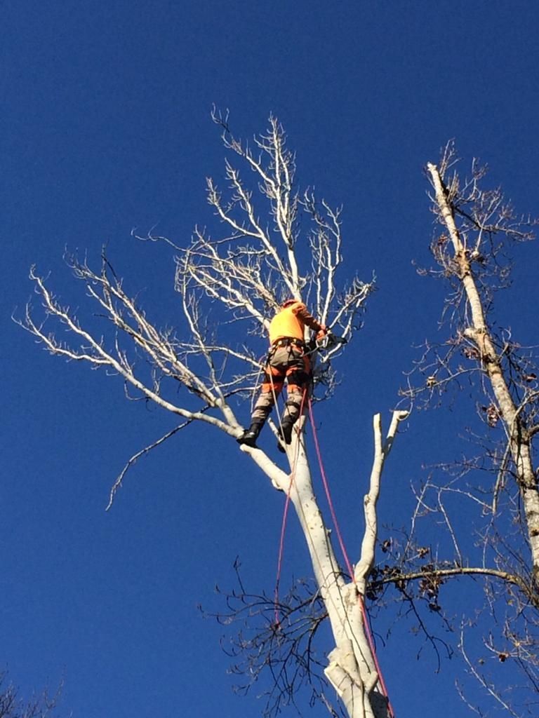 Corte controlado de árvores e limpeza de terreno