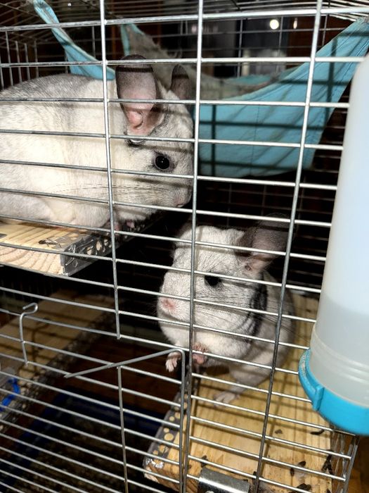 Маленькі пухнасті  сонечка