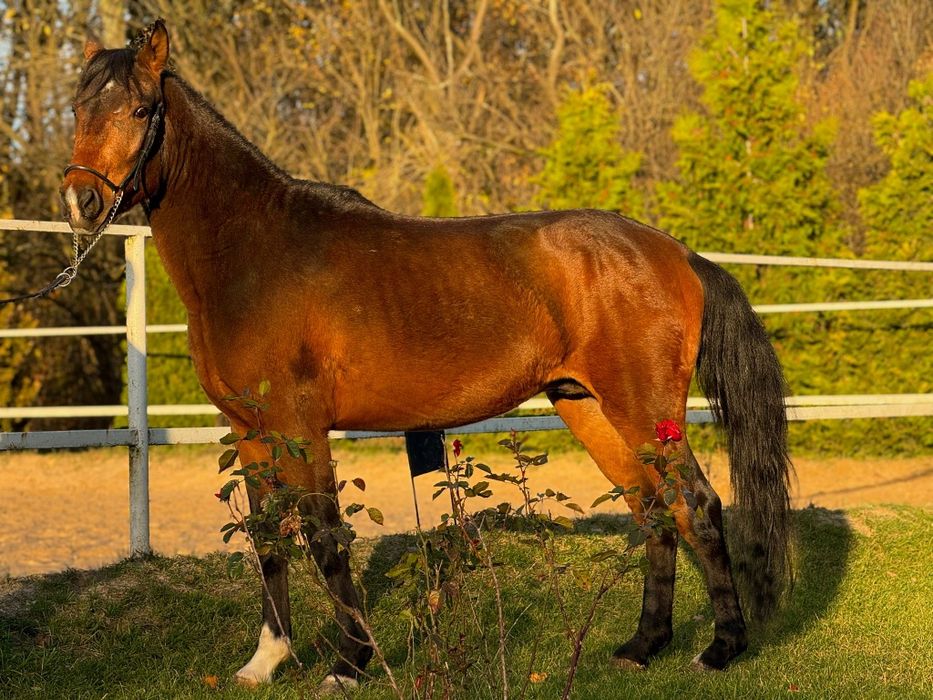 Kuc D grupy, 3,5 roku