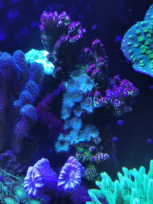 Acropora Duża Szczepka