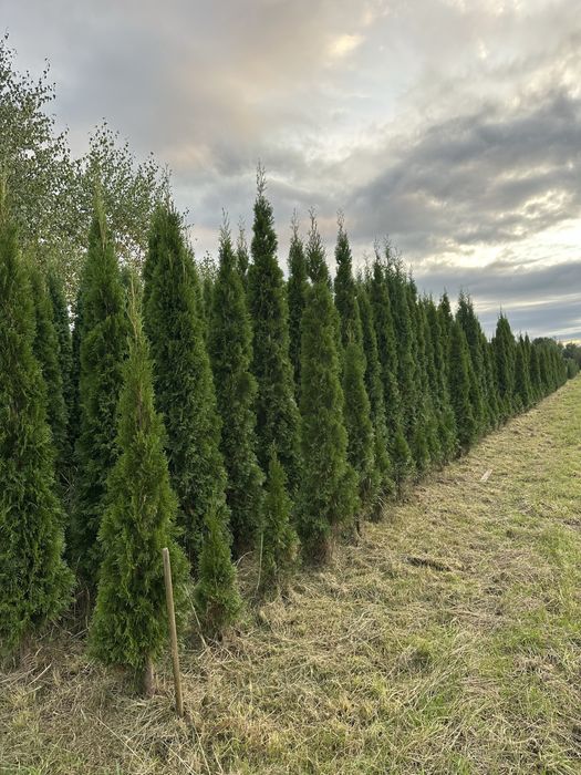 Sprzedam tuje 30-300cm
