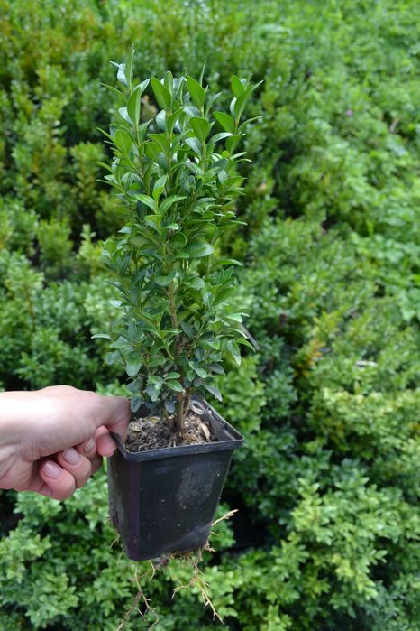 Самшит вічнозелений 30-40 см