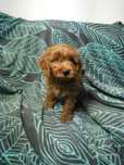 cavapoo   piesek