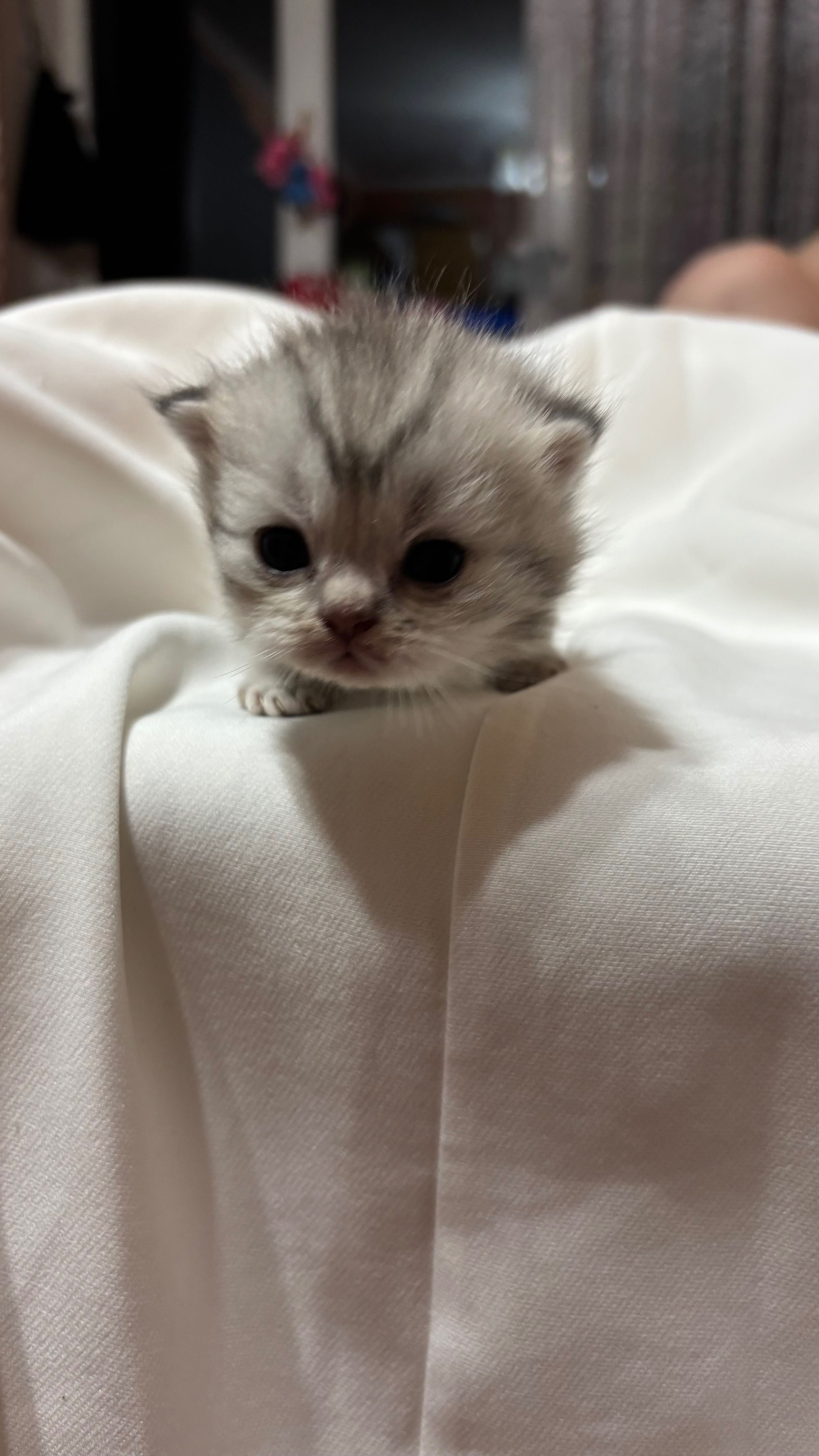 Шотландські котенята