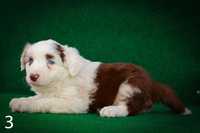 Border Collie Red Merle 3