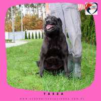 TASZA-do adopcji