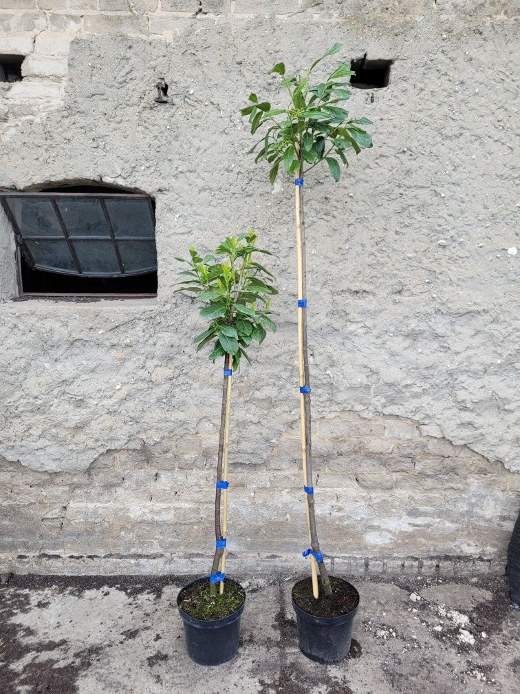Laurowiśnia na pniu! 180cm