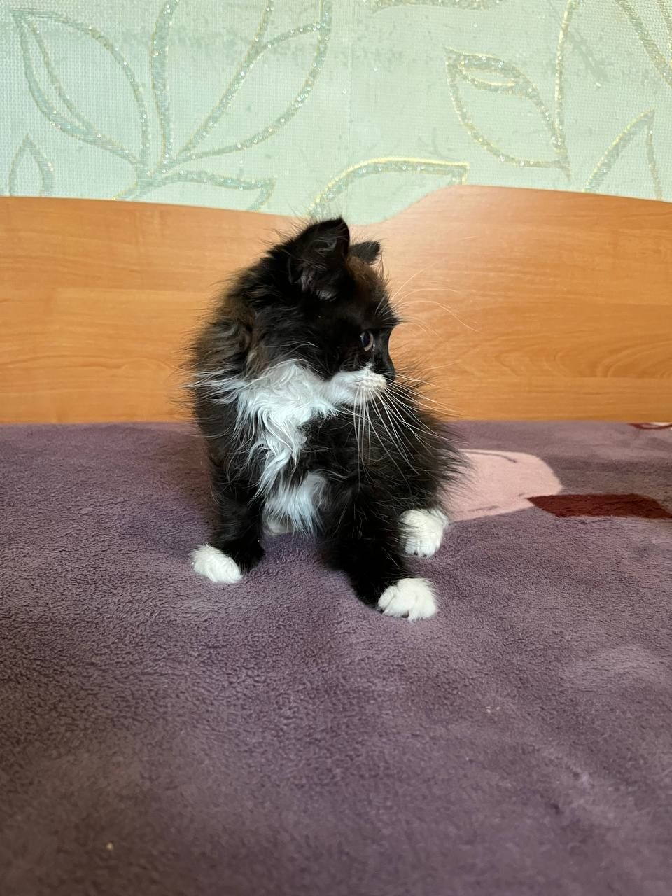 Котята безкоштовно
