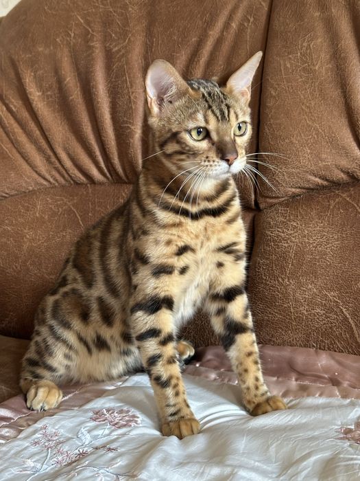 Шикарные бенгальские котята