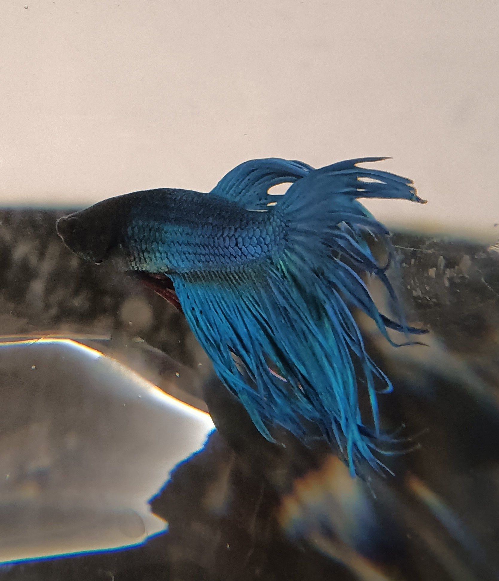 Betta Crown Tail