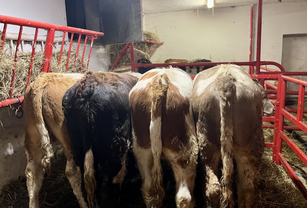 Sprzedam 12 odsadów mięsnych