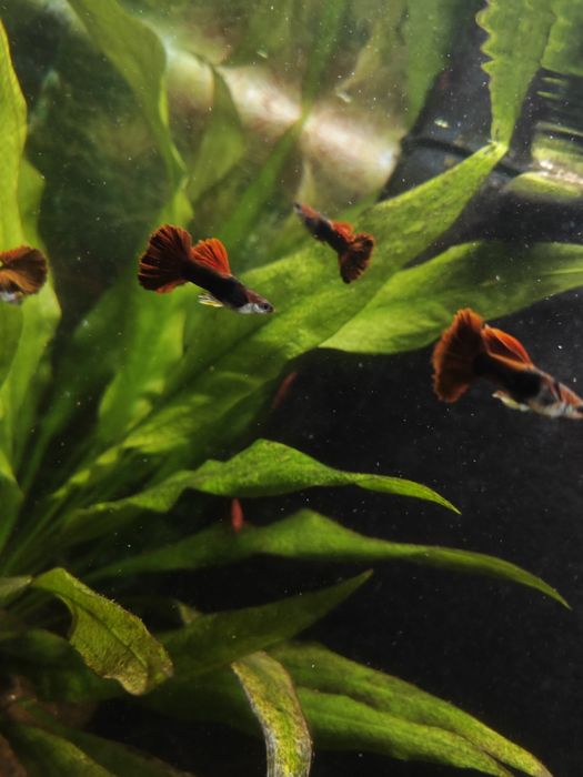 Guppy HB Red Rose Cauliflower