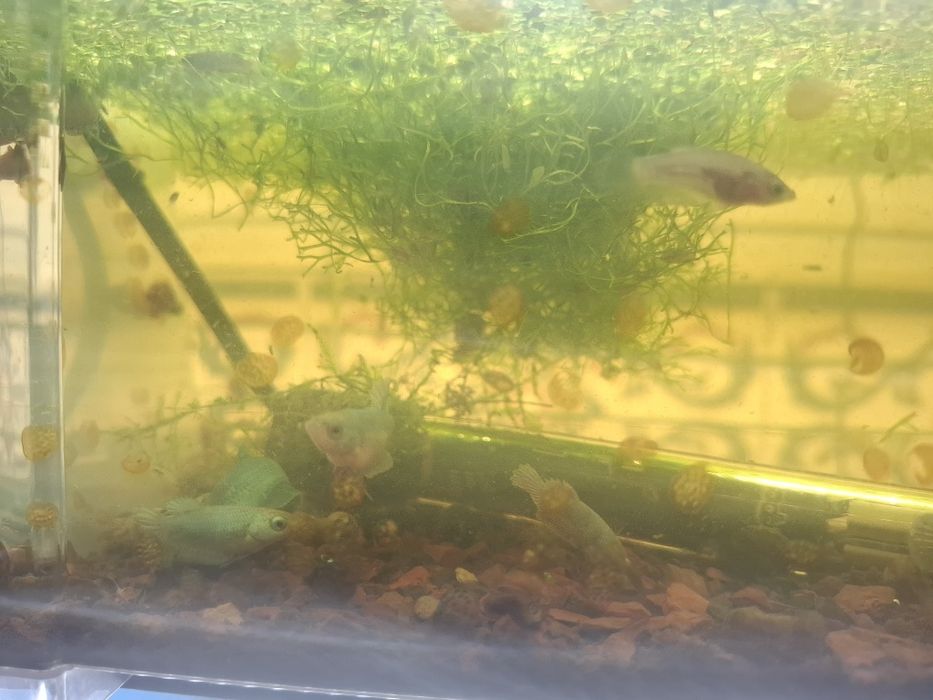 Bettas Avatar Galaxy juvenis