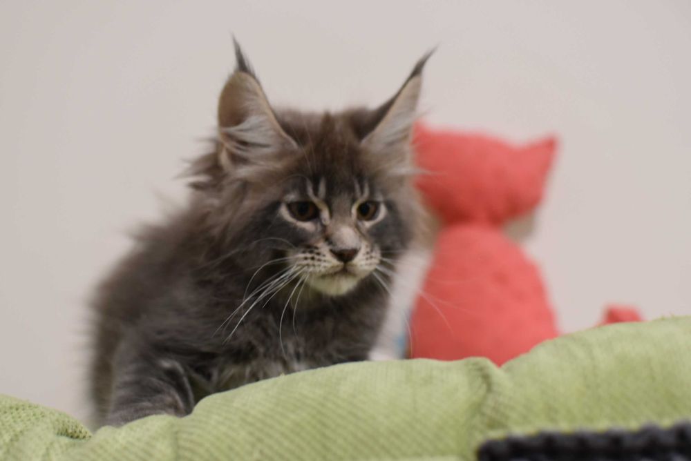 Мейн-кун кошенята від батька чемпіона України