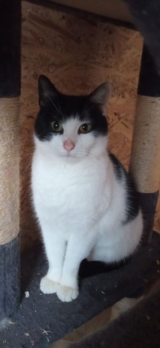 Ofka - delikatna kotka do adopcji