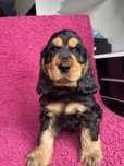 Cocker Spaniel Angielski