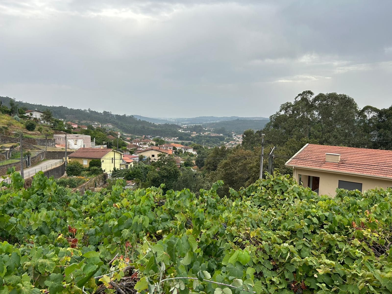 Casa T2 + terreno (5000m2)